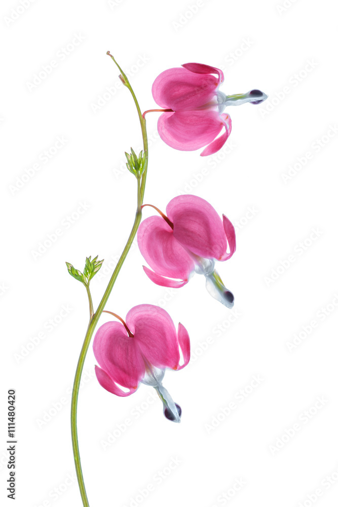 Fototapeta premium Dicentra Spectabilis flowers