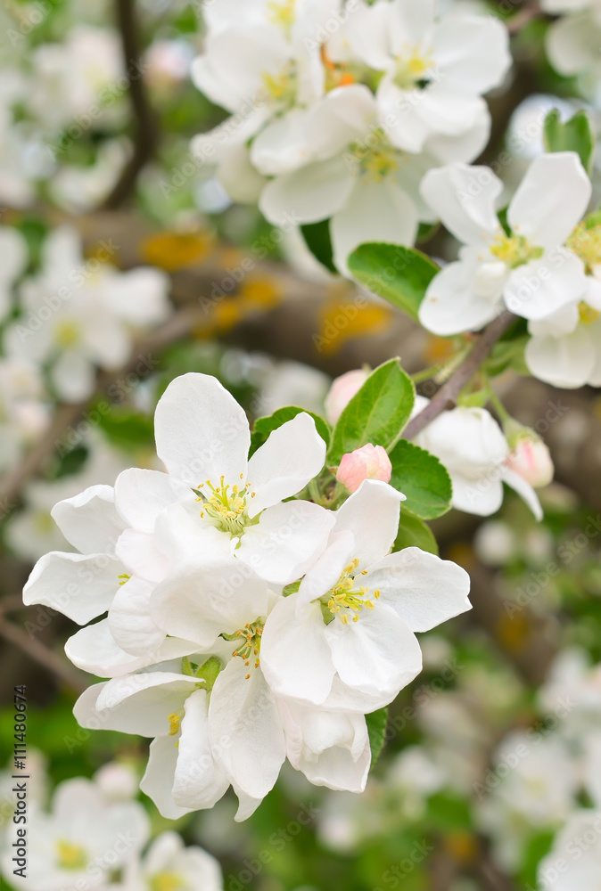 Fototapeta premium Blossoming of apple trees