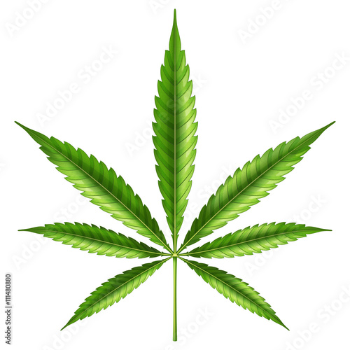 Marijuana leaf. Vector illustration.