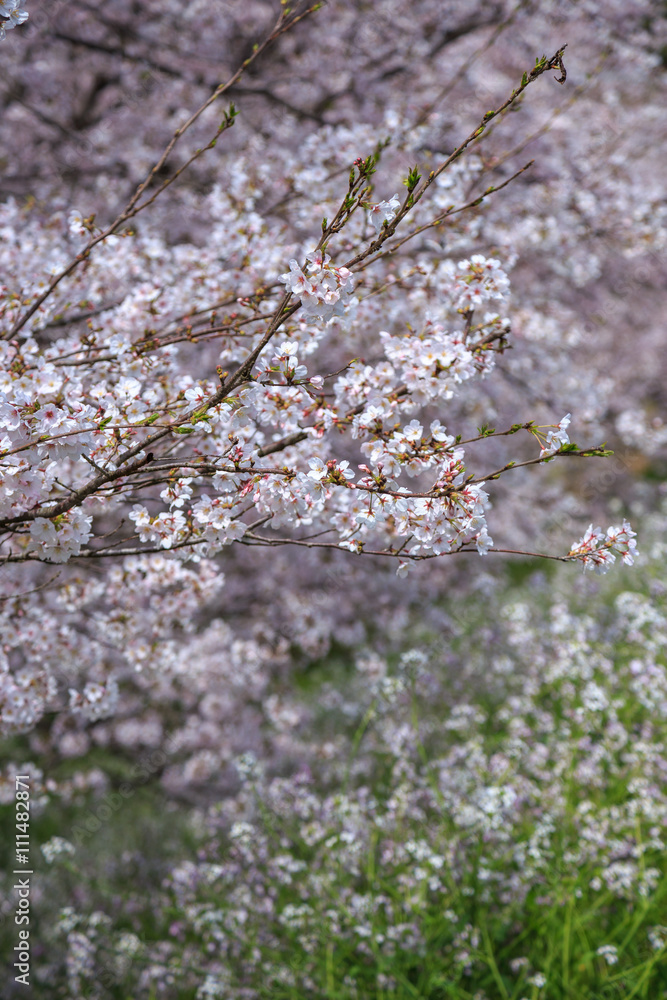桜の花 桜の花