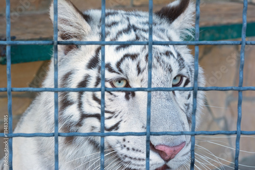Fototapeta Naklejka Na Ścianę i Meble -  tiger at the zoo