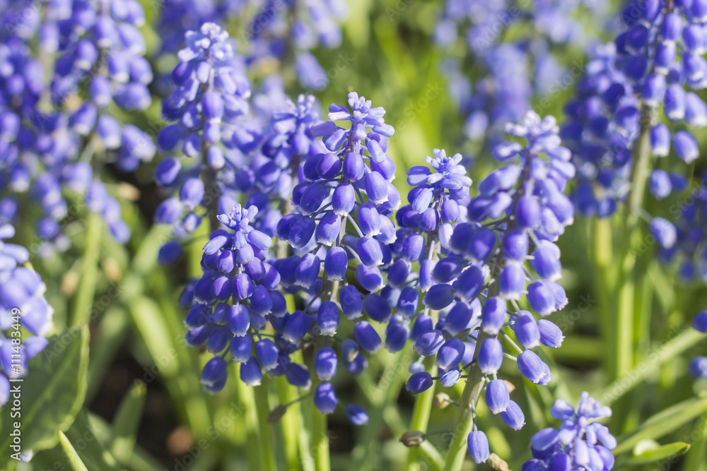 Muscari Armeniacum or Blue Grape Hyacinth Muscari Armeniacum or Blue Grape Hyacinth