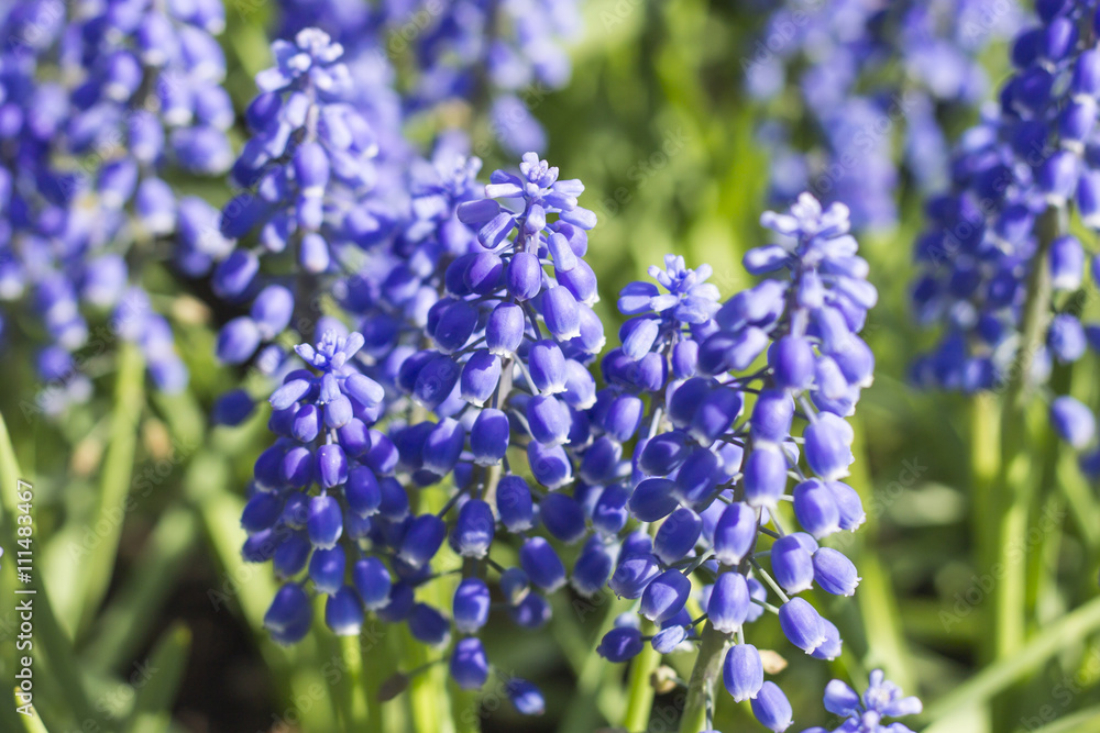 Muscari Armeniacum or Blue Grape Hyacinth Muscari Armeniacum or Blue Grape Hyacinth