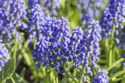 Muscari Armeniacum or Blue Grape Hyacinth