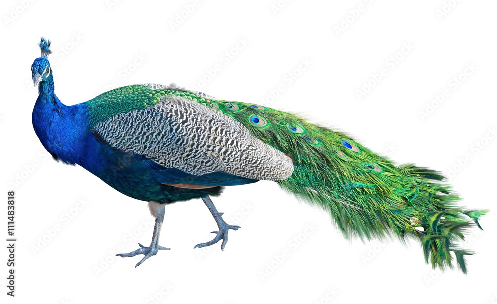Obraz premium the Beautiful Peacock