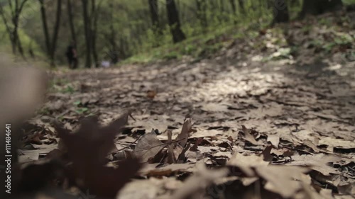 Wallpaper Mural Bike Race in the Woods Torontodigital.ca
