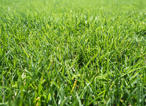 Green Grass Textured Surface Background