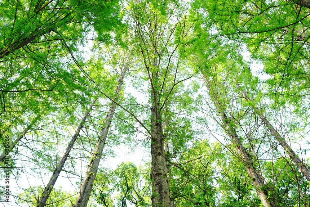 Fototapeta premium 杉の木を見上げて