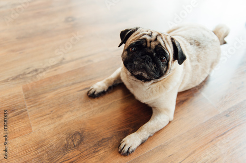 Pug on a wooden floor looking at the camera . © ruslan_shramko