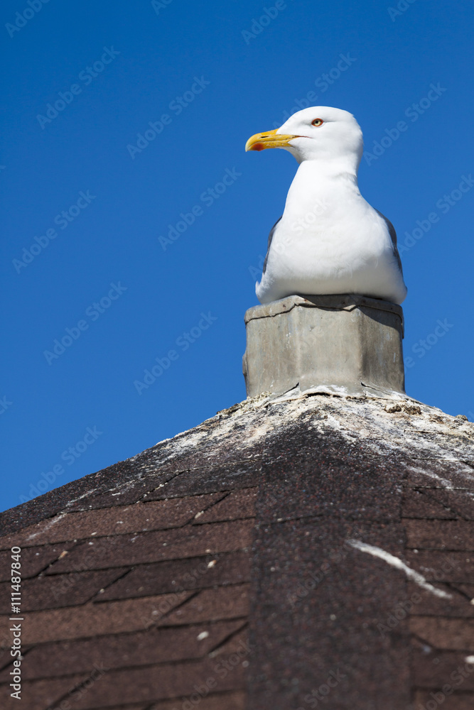 Naklejka premium goéland sur un toit et fiente