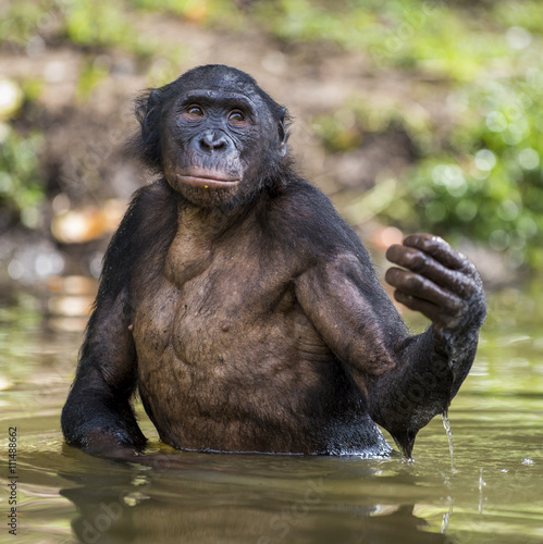 Fototapeta Naklejka Na Ścianę i Meble -  Bonobo ( Pan paniscus ) standing in water