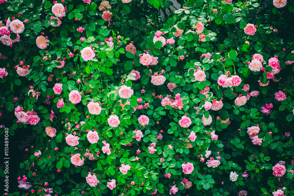 detail of pink roses bush detail of pink roses bush