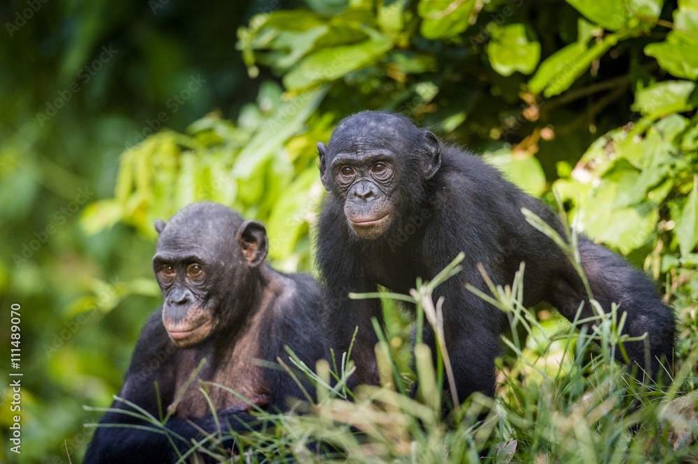 Bonobos in natural habitat. Green natural background. The Bonobo ( Pan paniscus) Bonobos in natural habitat. Green natural background. The Bonobo ( Pan paniscus)