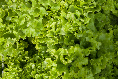 Fresh lettuce leaves