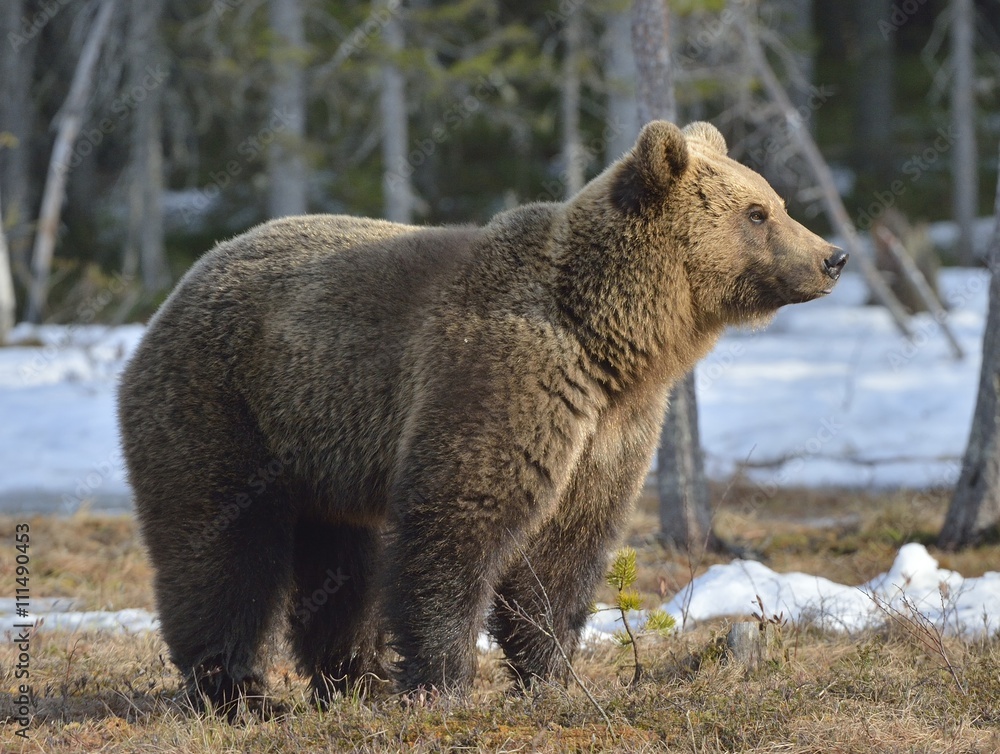 Close-up Portrait  of young Brown Bear (Ursus arctos) on a swamp in the spring forest