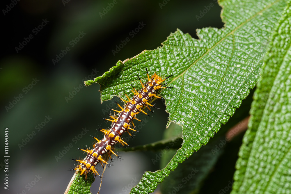 Caterpillar of yellow coster butterfly resting on leaf Caterpillar of yellow coster butterfly resting on leaf