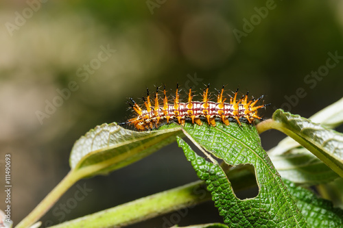 Caterpillar of yellow coster butterfly resting on leaf photo