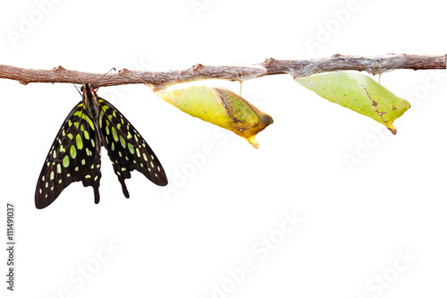 Isolated tailed jay butterfly with chrysalis and mature on white photo