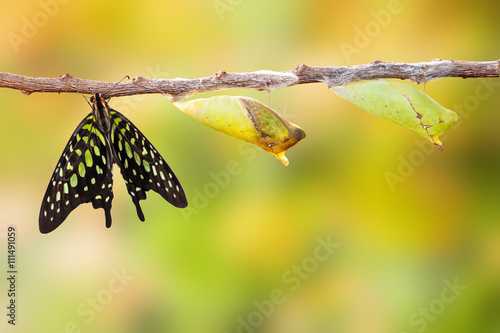 Tailed jay butterfly with chrysalis and mature on twig photo