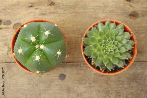 Cactus Gymnocalycium Horstii and succulent Echeveria Setosa in orange pot  top view, flat lay on wooden floor