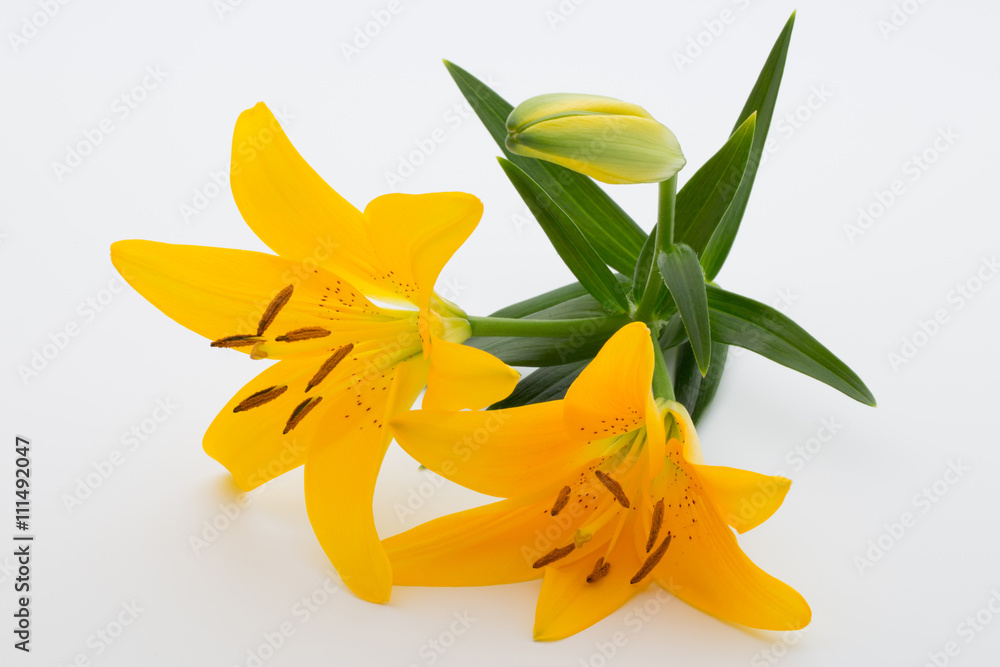 Lily flower with buds on a white background. Lily flower with buds on a white background.