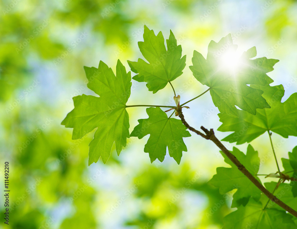 green leaves green leaves