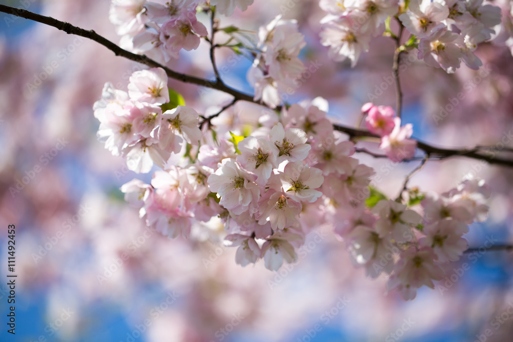 Cherry blossom background with spring day. Cherry blossom background with spring day.