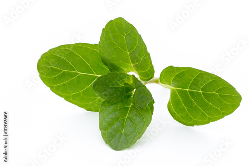 Mint leaves isolated on white background.
