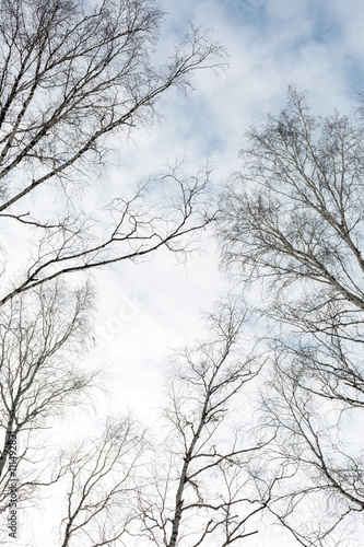 Siberia. Winter sky in birch forest. Bare branches of trees.