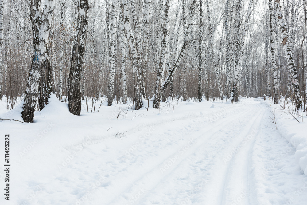 Siberia. Ski trail and birch forest in winter. Siberia. Ski trail and birch forest in winter.
