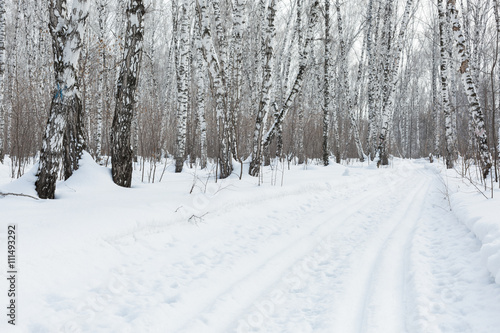 Siberia. Ski trail and birch forest in winter. © Vadim Fogel