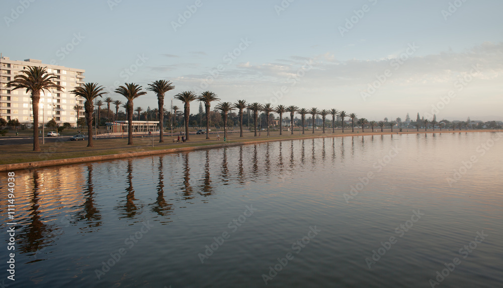 Row of Palm Trees by a River