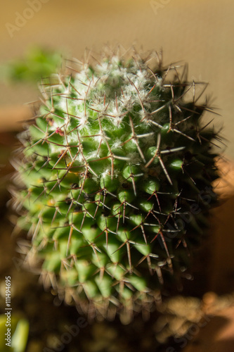 Small green cactus in soft focus