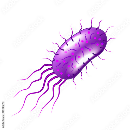 Purple bacteria isolated on white vector