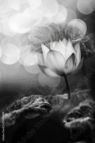 Black and white photography with Lotus flower and blur bokeh bac