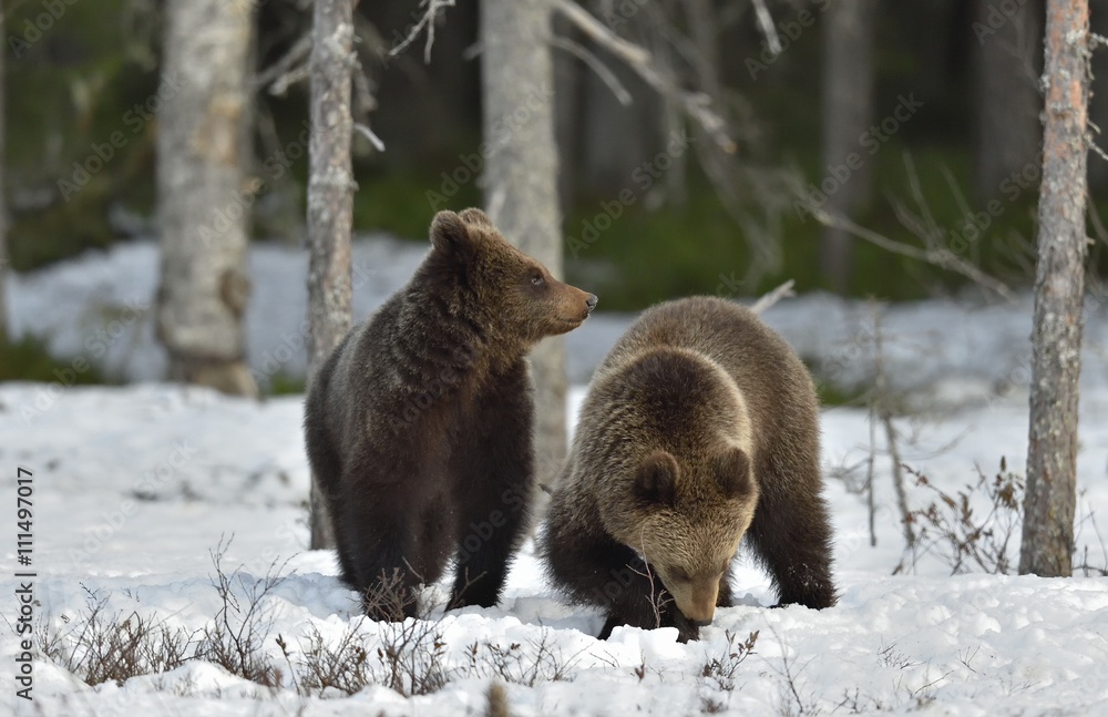 Fototapeta premium Cubs of Brown Bear (Ursus arctos) after hibernation on the snow in spring forest.