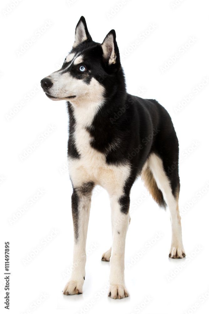 Siberian Husky