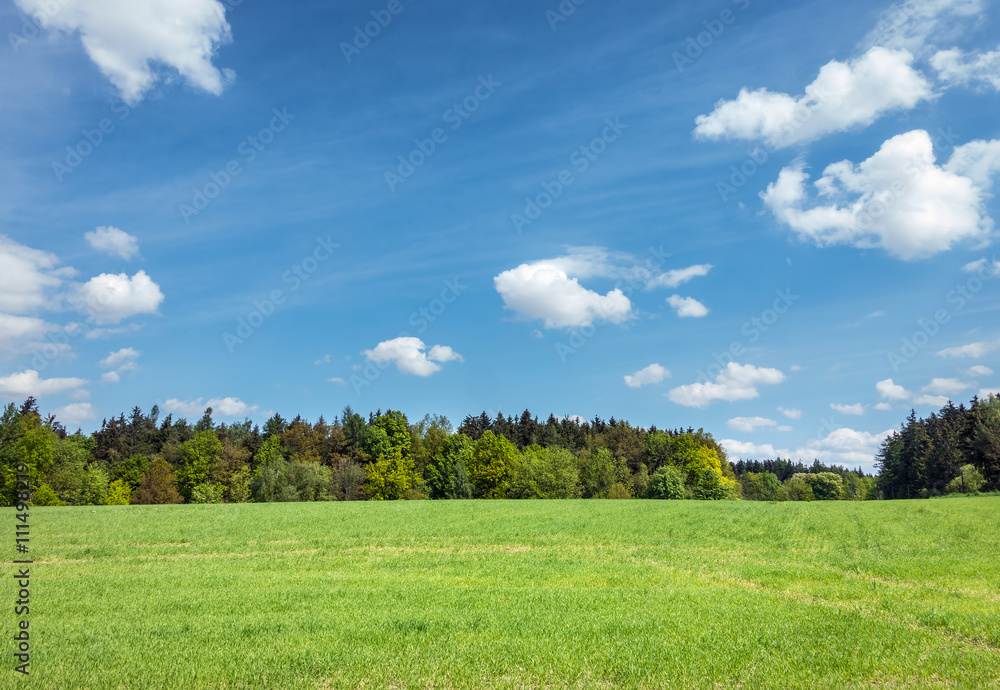 Spring or summer landscape – meadow, forest and sky Spring or summer landscape – meadow, forest and sky