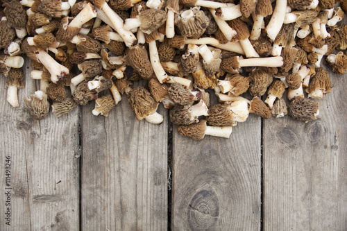 fresh morel mushrooms photo