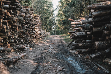 Road through forest lined with timber