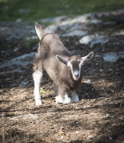 Baby Goat Kneeling: A kid Toggenburg goat kneeling on the ground in New York's Hudson Valley