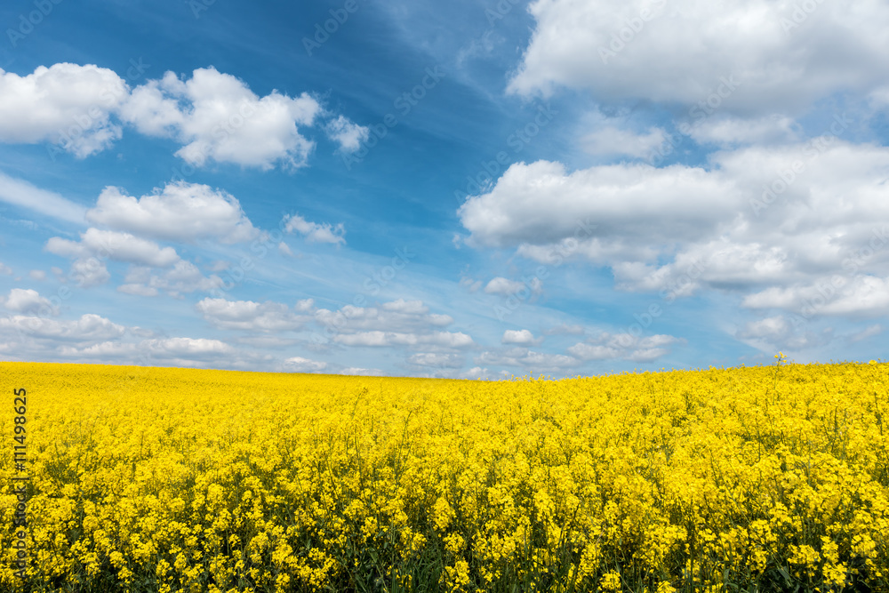 Yellow flowering rapeseed field and blue sky with white clouds Yellow flowering rapeseed field and blue sky with white clouds
