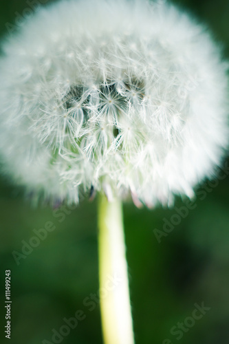Seeds of dandelion  dandelion
