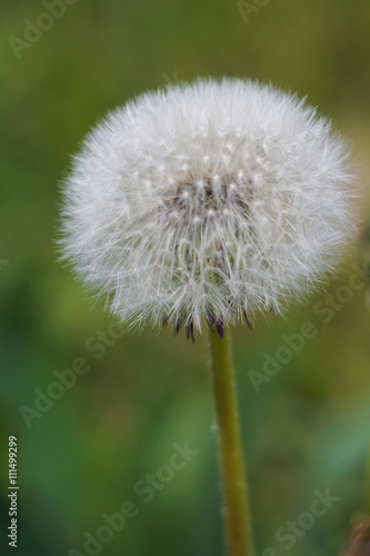 Seeds of dandelion  dandelion