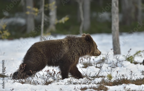 Running Cub of Brown Bear (Ursus arctos) on a swamp in the spring forest.