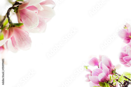 Fototapeta Naklejka Na Ścianę i Meble -  magnolia blossoming in two corners
