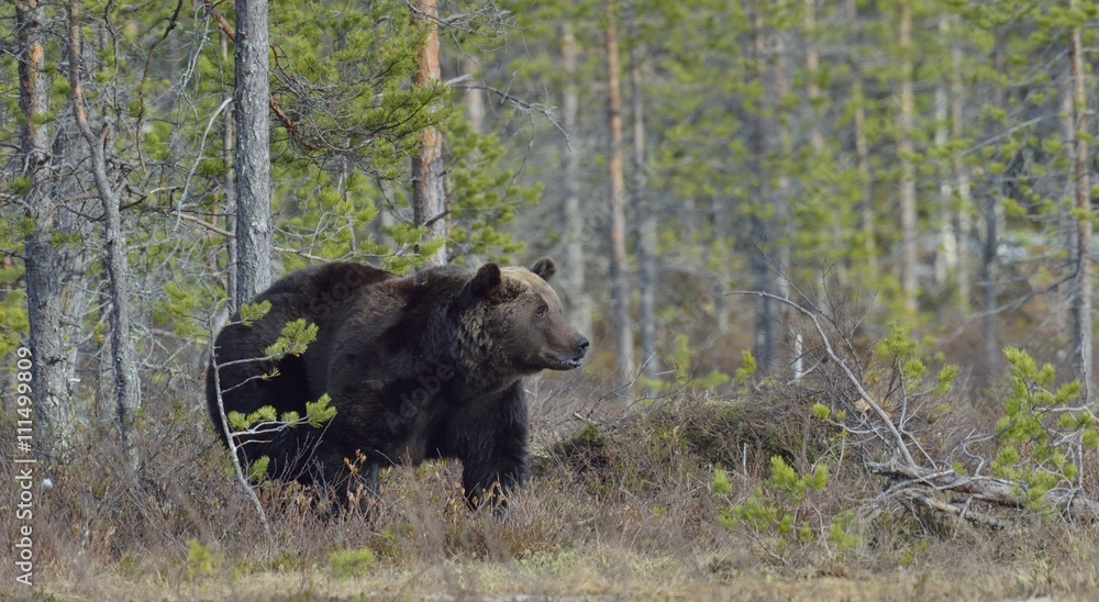 Adult male of Brown Bear (Ursus arctos) on the swamp in spring forest. Adult male of Brown Bear (Ursus arctos) on the swamp in spring forest.