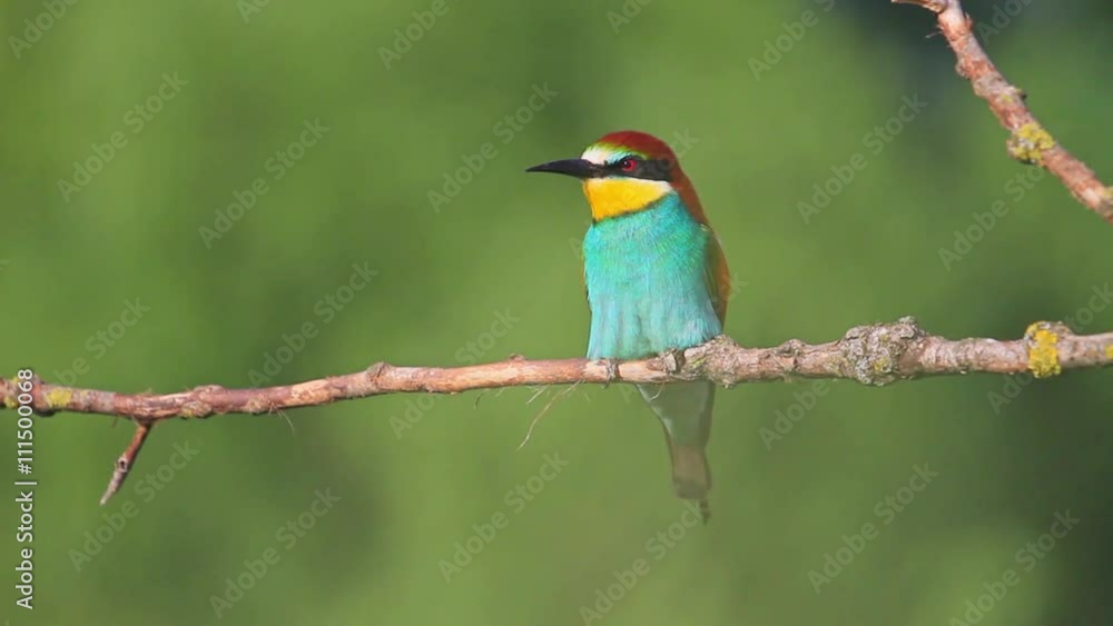 colored bird on a branch colored bird on a branch