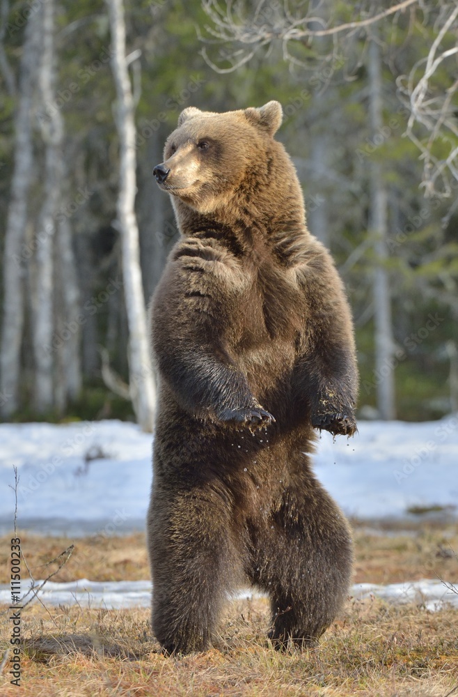 Fototapeta premium Brown bear (Ursus arctos) standing on his hind legs in spring forest.
