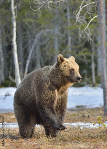 Brown bear (Ursus arctos) standing on his hind legs in spring forest.